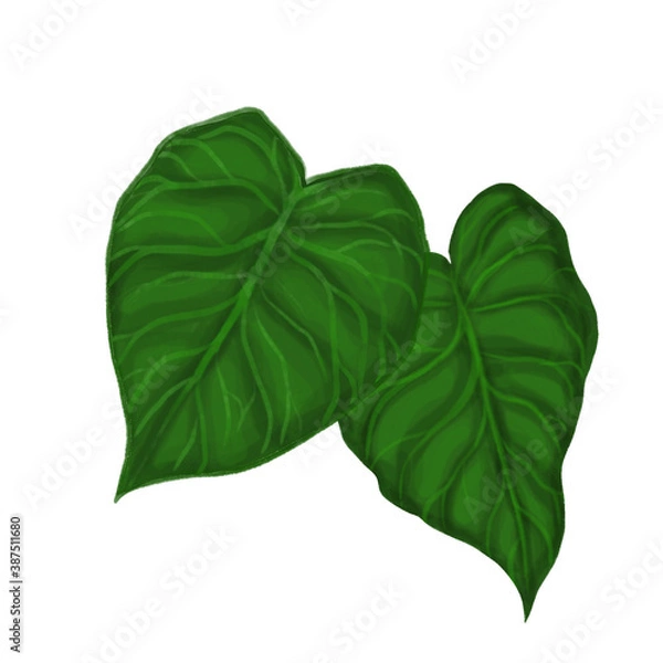 Obraz fresh mostera leaves