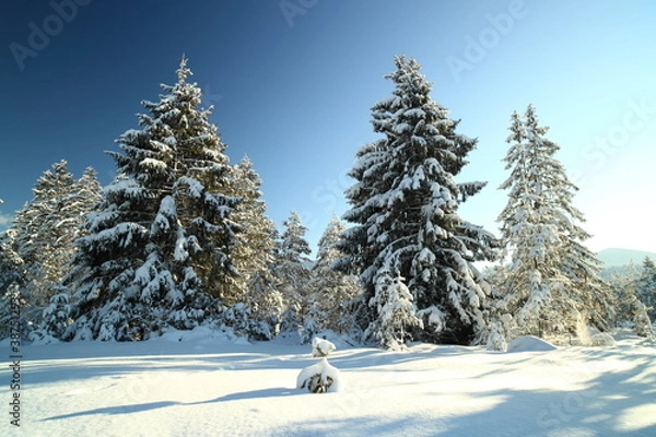 Obraz winterliche Bäume