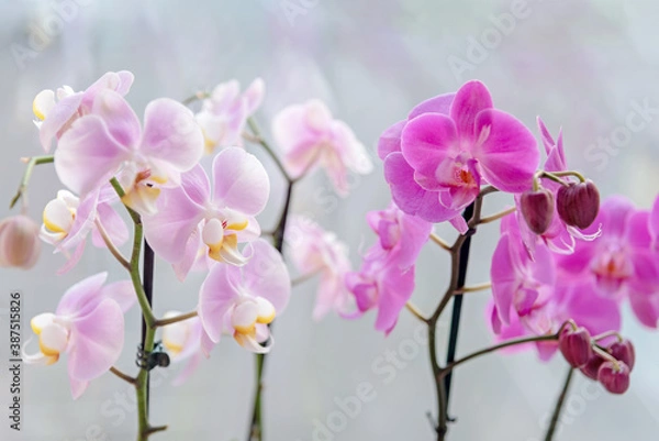 Fototapeta Collection of wonderful fresh bright purple and pink exotic orchid flowers on thin green stems on light grey background close view. Decorative houseplants