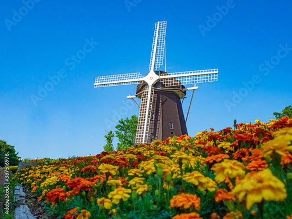 Obraz 【大阪】風車の丘とマリーゴールド／鶴見緑地