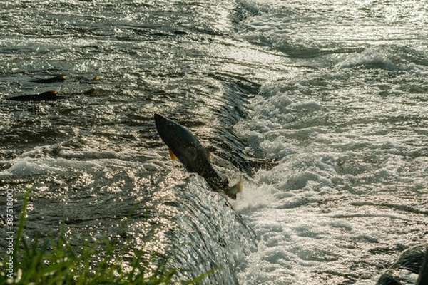 Fototapeta 夕日をバックにジャンプする鮭 / 北海道増毛町