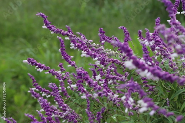Fototapeta 秋の公園に咲くサルビア・レウカンサ（アメジストセージ）の紫色の咢と白い花
