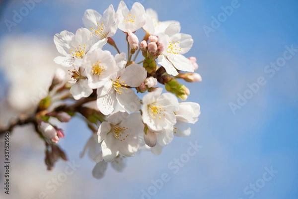 Fototapeta さくら