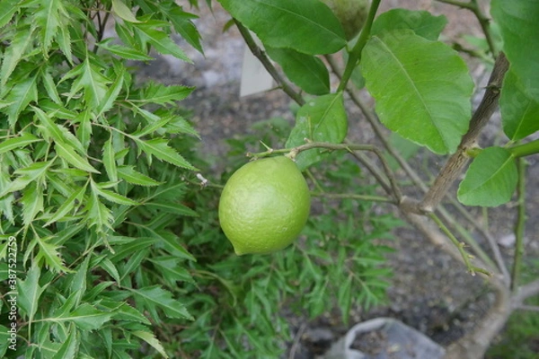 Obraz レモンの樹