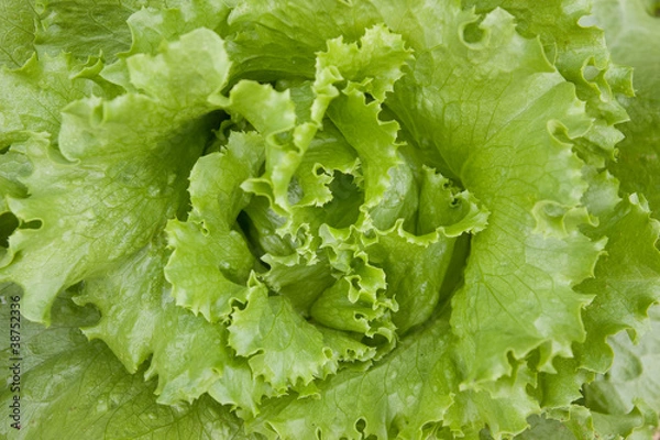 Obraz fresh vegetable