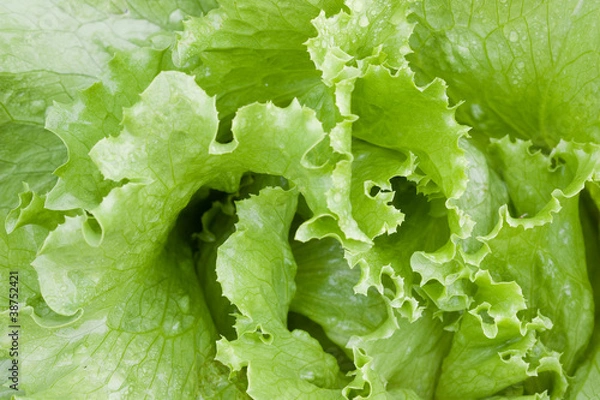 Obraz fresh vegetable