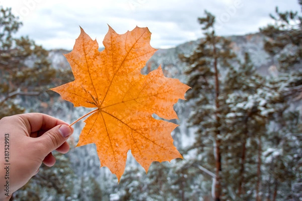 Fototapeta Yellow maple leaf in hand on snowy forest background