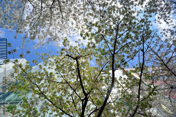 Obraz ビル街の桜