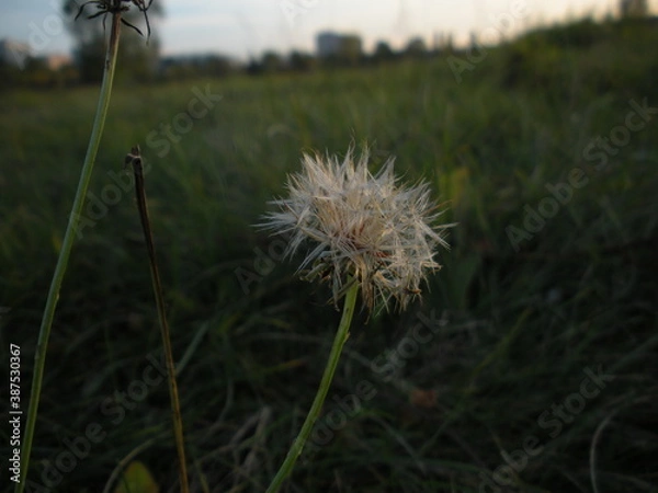 Obraz dandelion in the grass