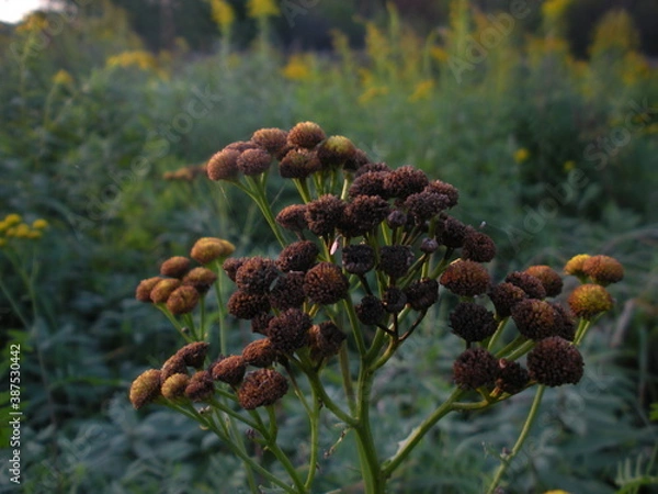 Obraz old yellow flowers
