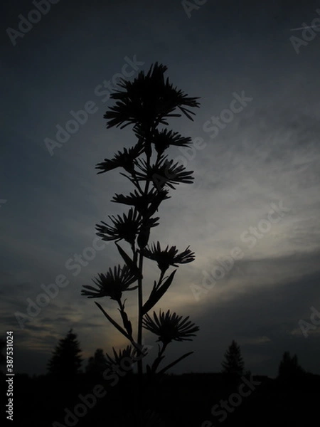 Obraz flower and sky