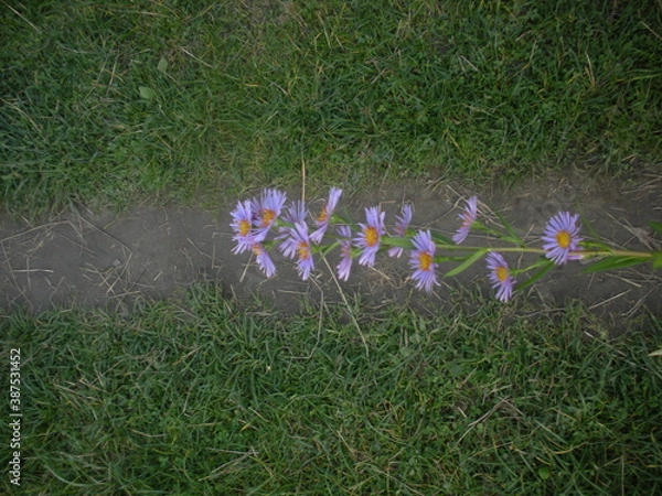 Obraz flowers in the grass