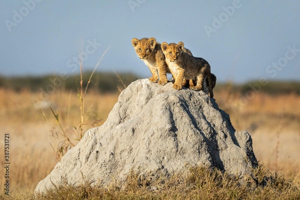 Obraz Two small lion cubs standing on a large termite mound in Savuti in Botswana