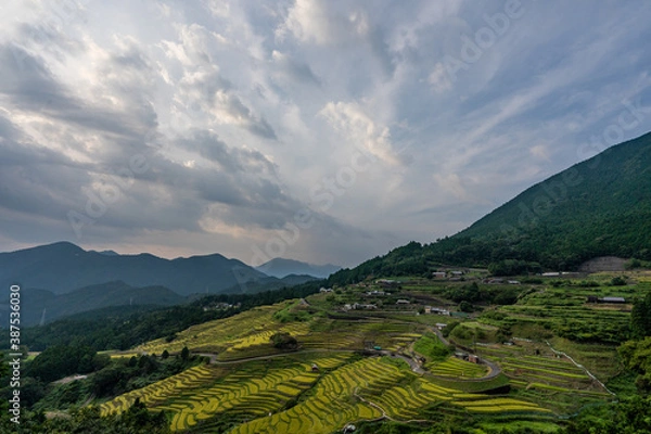 Fototapeta 丸山千枚田
日本の棚田