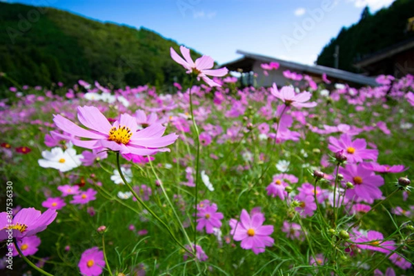 Fototapeta コスモス畑