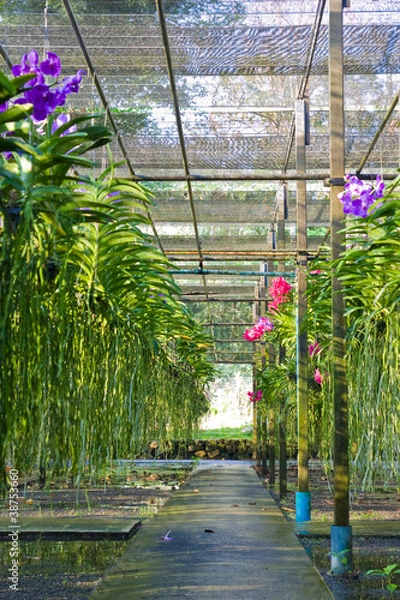 Obraz orchid house
