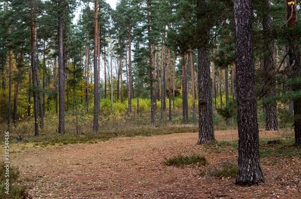 Fototapeta pine forest on a warm autumn day