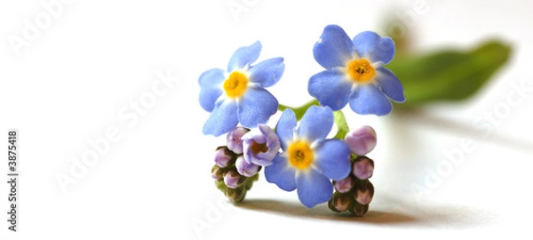 Obraz Forget Me Not