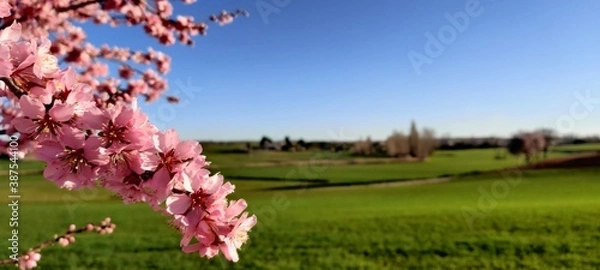 Obraz Almendro en flor