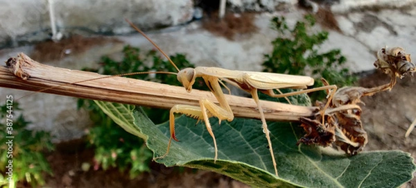 Obraz Mantis religiosa