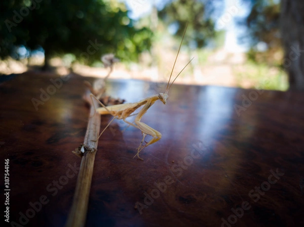 Obraz Mantis religiosa