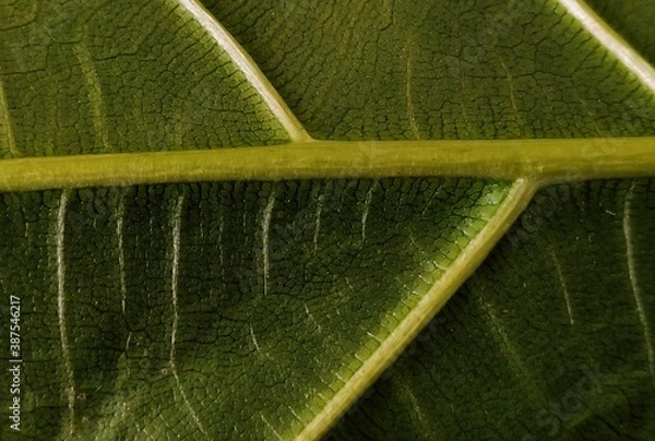 Fototapeta Close-up of the petiole and leaf surface.