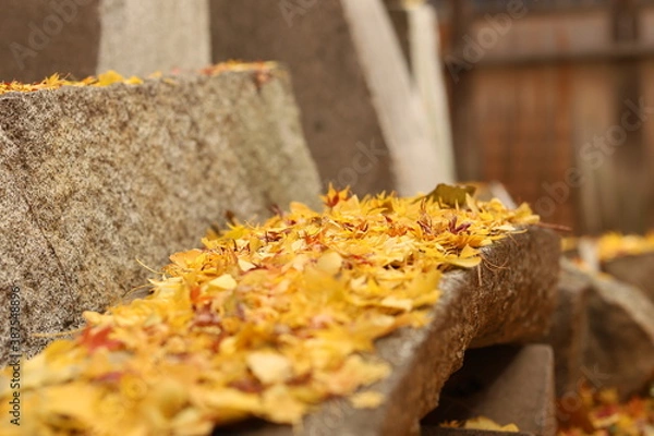 Obraz 金色の銀杏