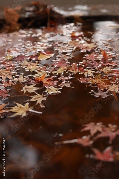 Obraz 水に浮く紅葉