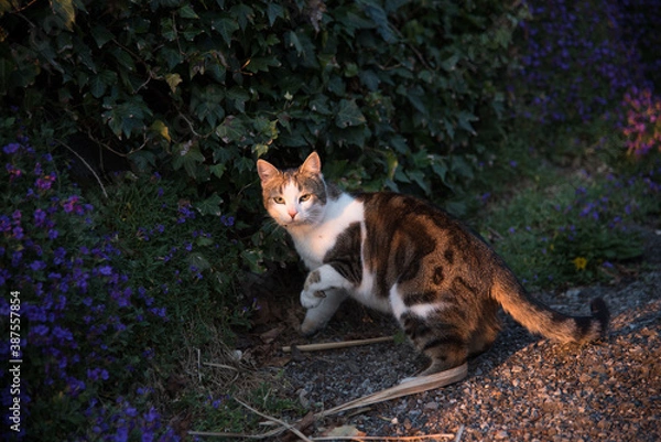 Obraz Begegnung mit einer Katze im Abendrot