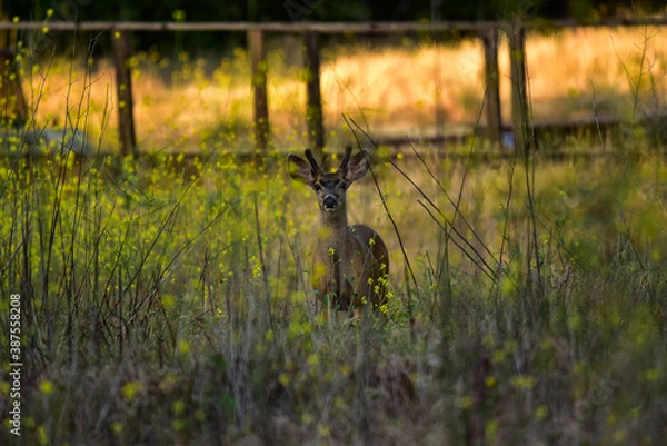Obraz Ein scheues Reh im Abendlicht