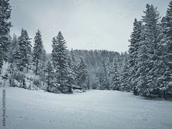Obraz snow covered trees