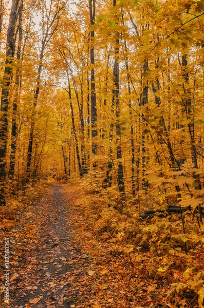 Fototapeta Autumn forest landscape