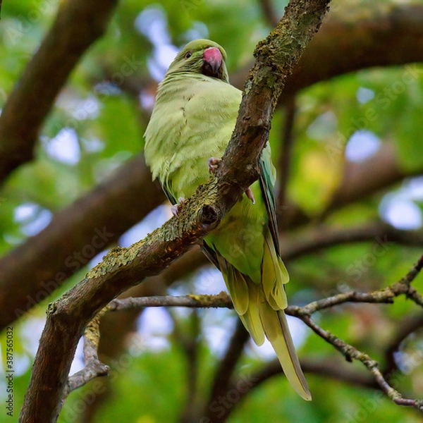 Obraz Budgerigar standing on a tree branch at Bois de Vincennes