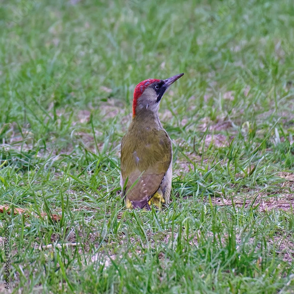 Obraz European green woodpecker standing in the grass