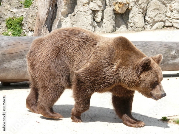 Fototapeta ours brun