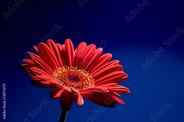 Obraz Red Gerbera