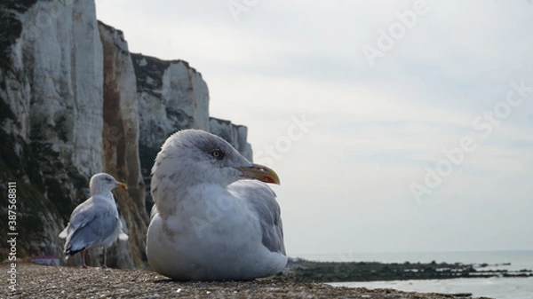 Fototapeta mouettes devant les falaises d'étretat