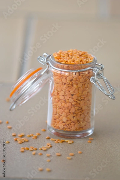 Obraz Soczewica koralowa