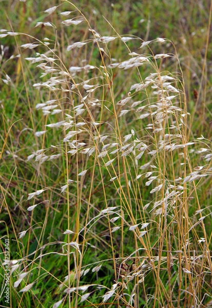 Fototapeta Avena fatua in autumn