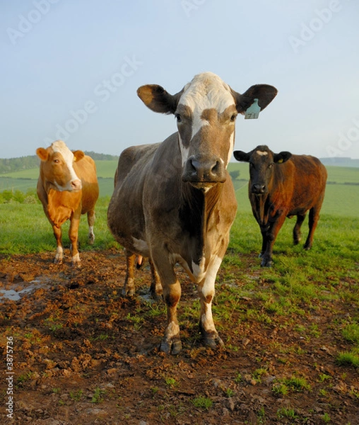 Obraz Three Cows