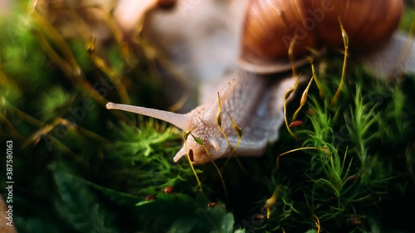 Obraz snail on the leaf