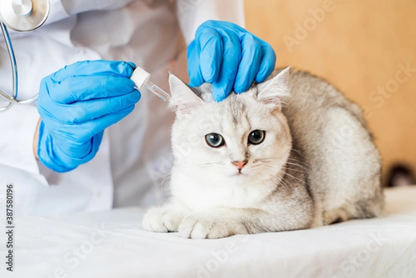 Obraz examination of a cat by a veterinarian in a vet clinic. Scottish chinchilla straight,