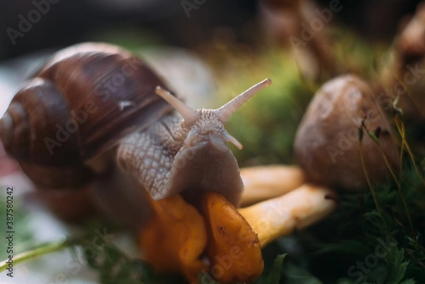 Obraz Snail wildlife 