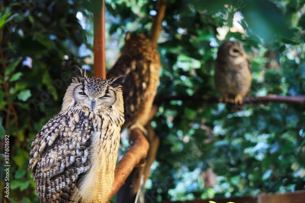 Obraz フクロウたち