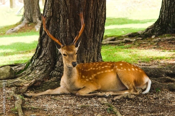 Obraz Resting deer