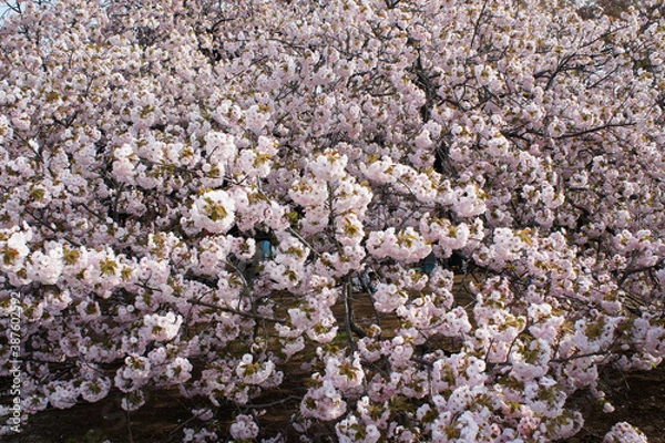 Obraz ピンクの桜