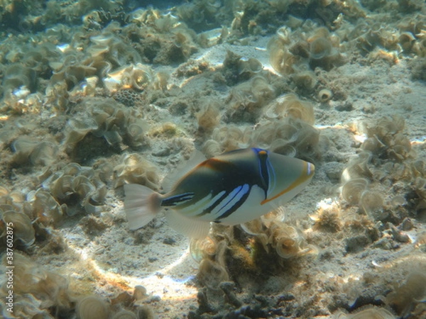 Obraz 海中のムラサメモンガラ