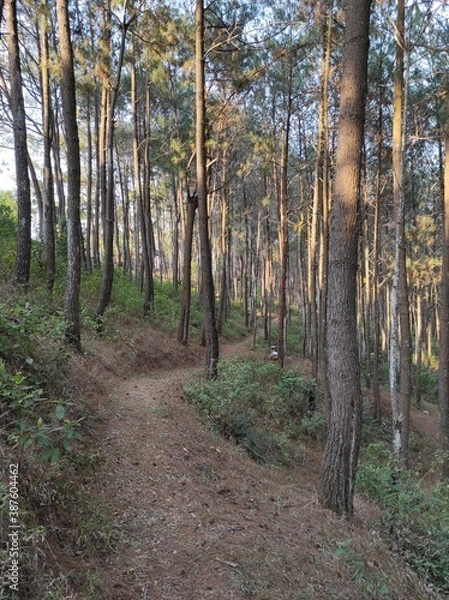 Obraz path in the forest