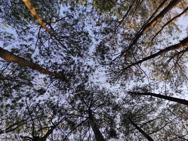 Obraz trees in the sky