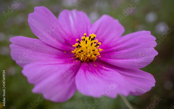 Obraz cosmos closeup